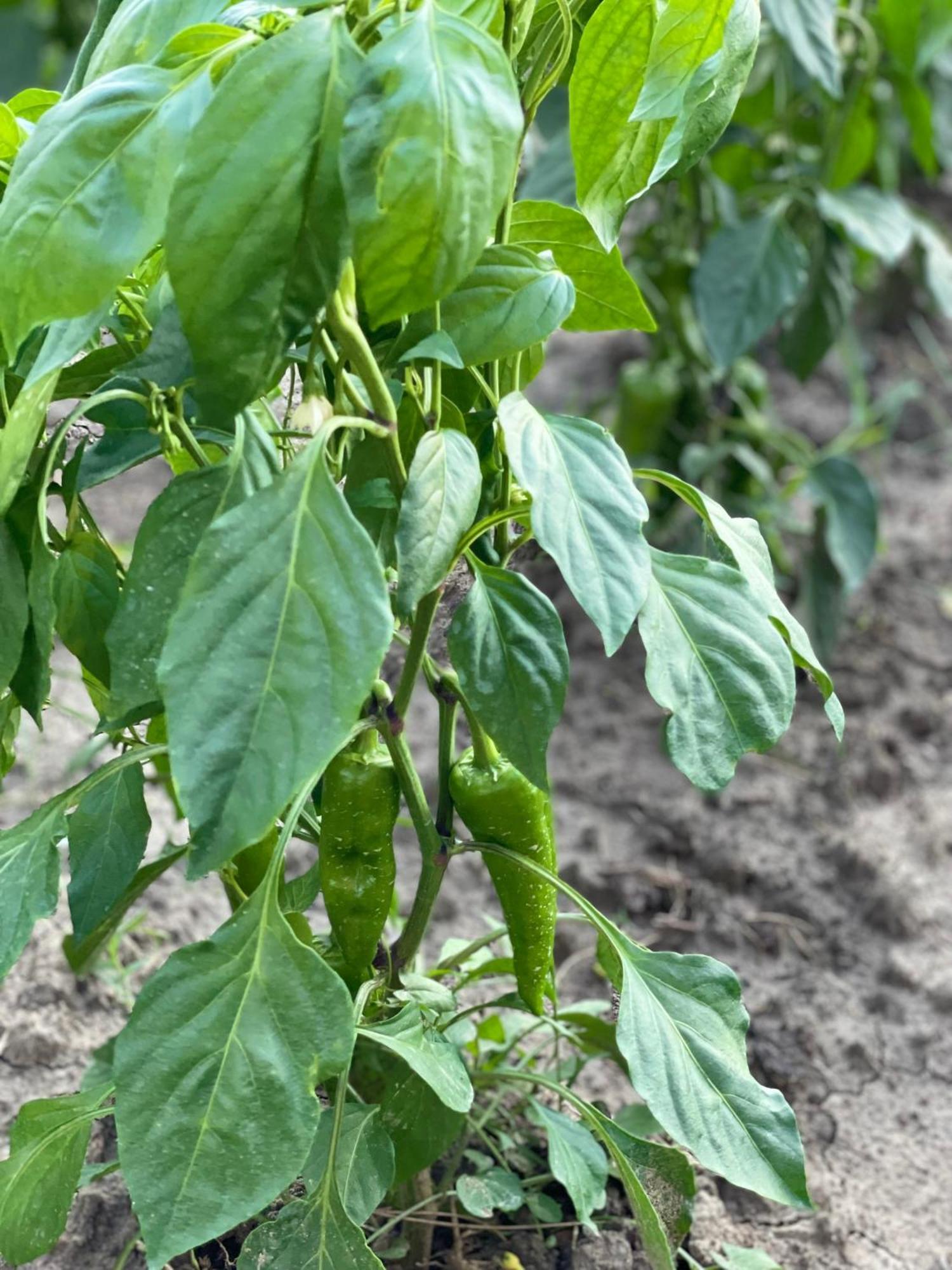 Hotel Agroturizem Eldi Fier Zewnętrze zdjęcie