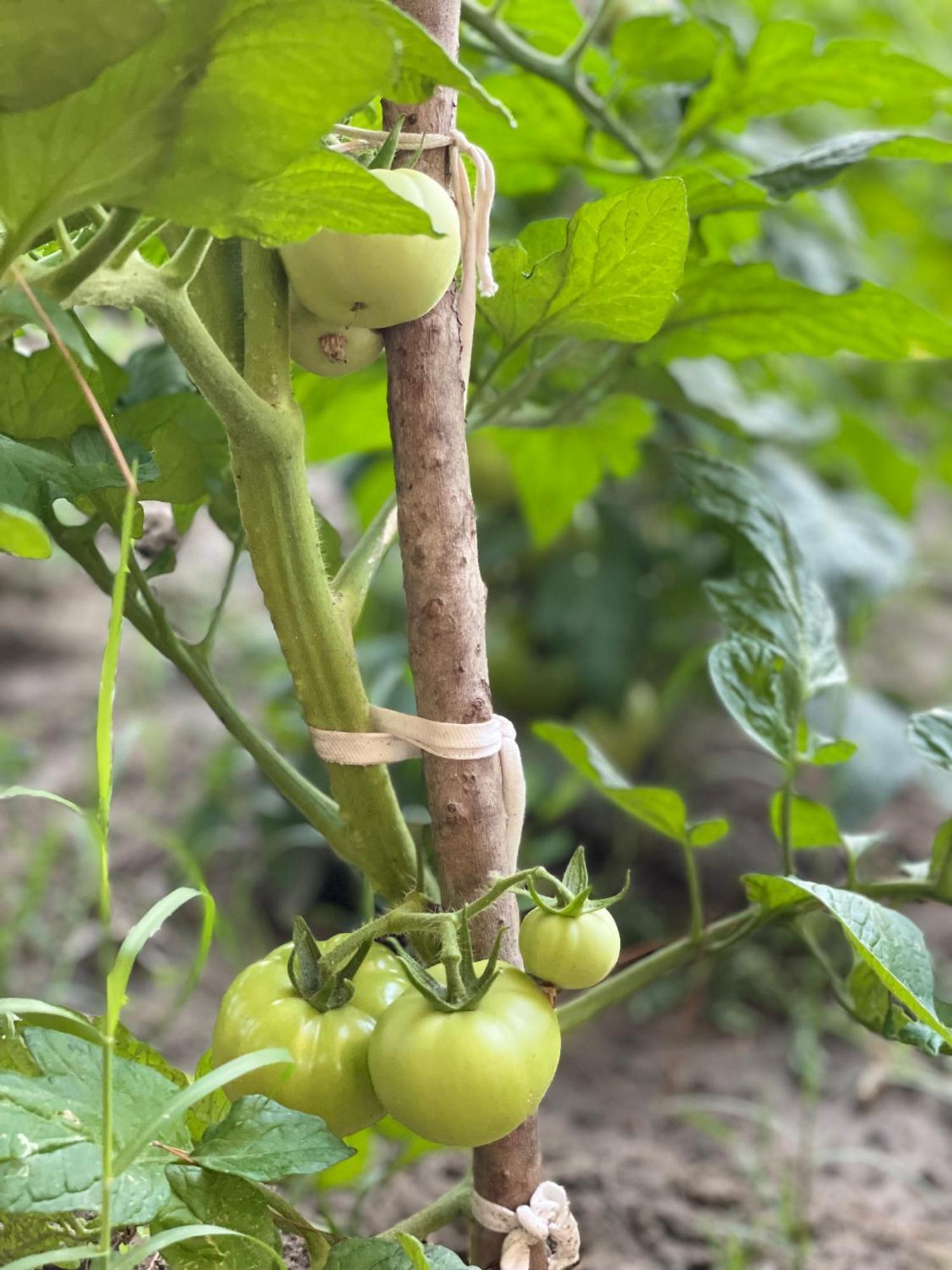 Hotel Agroturizem Eldi Fier Zewnętrze zdjęcie
